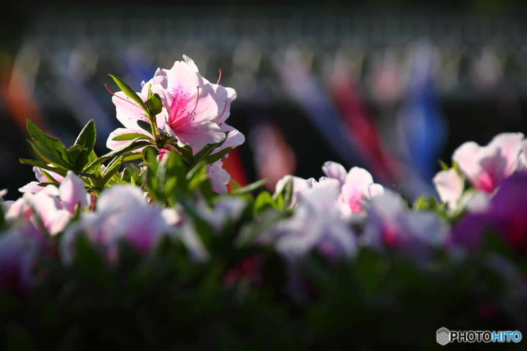 荒川桜づつみ公園(福島)