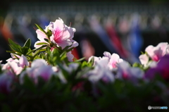 荒川桜づつみ公園(福島)