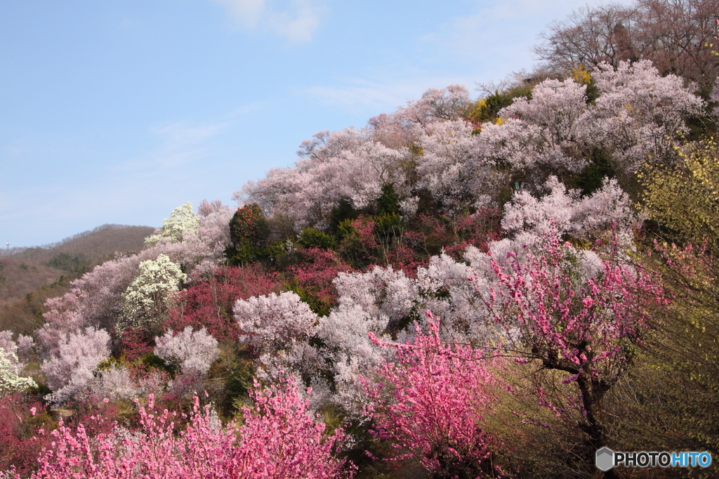 福島県福島市「花見山公園」