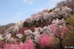 福島県福島市「花見山公園」