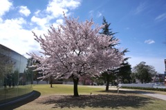 2016 春 21世紀美術館！