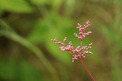 見たことのない花