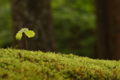 苔の里