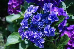 紫陽花