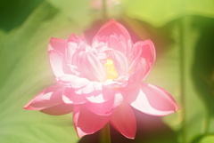 淡い感じ