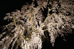 しだれ桜！