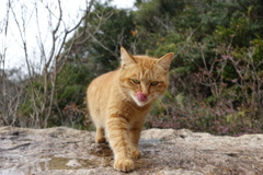 山中の猫