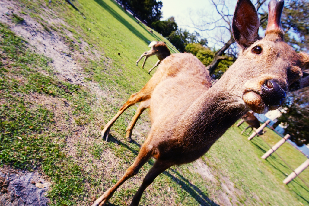 NARA