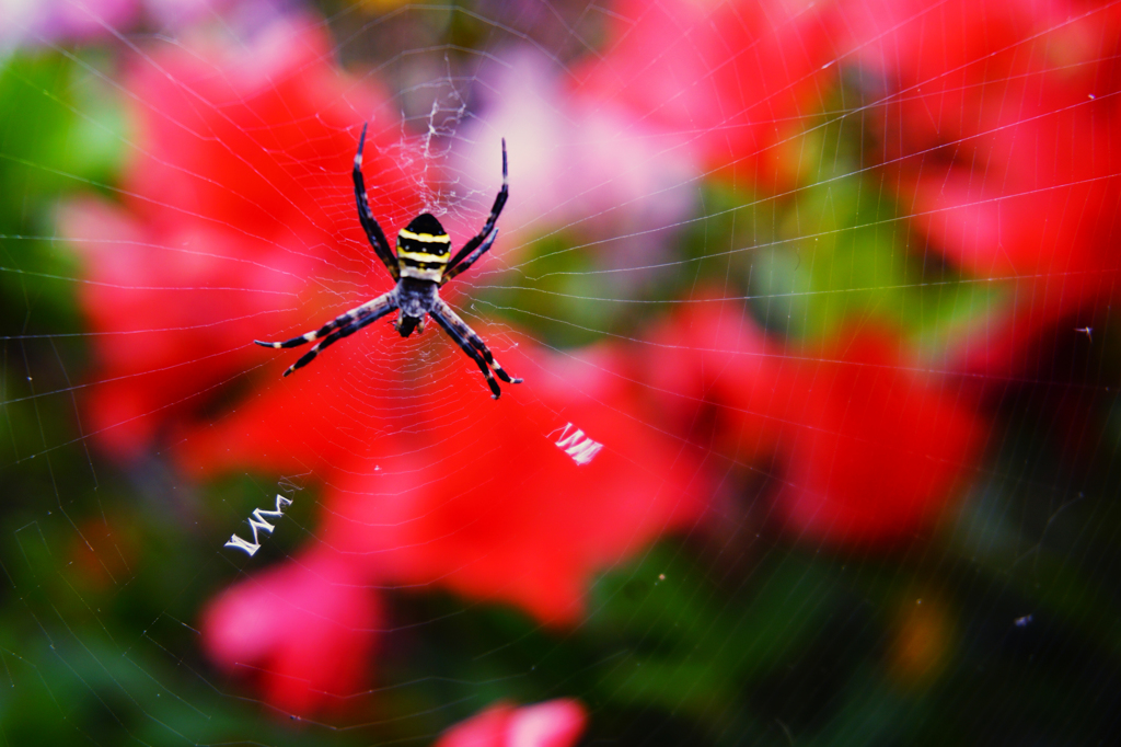 SPIDER