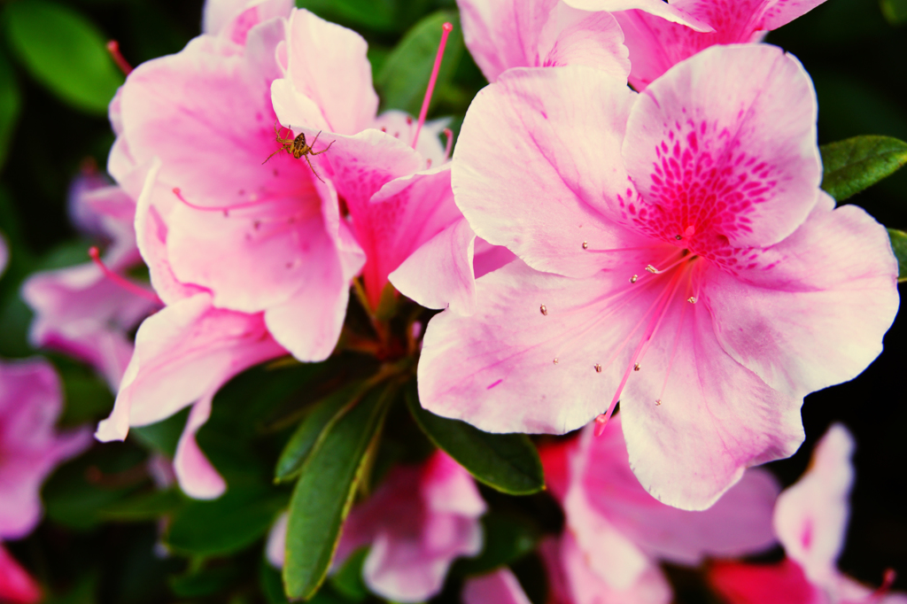 CAMELLIA