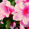 CAMELLIA