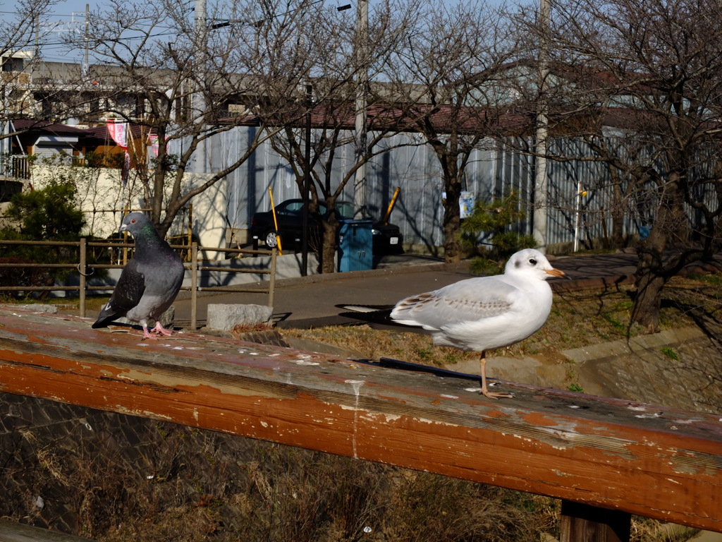 鳩ハトはと