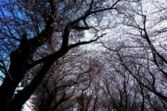 さくらの舞