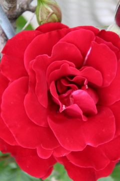 我が家の今朝の真っ赤なバラの横の薔薇
