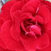 我が家の今朝の真っ赤なバラの横の薔薇