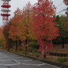 紅葉の段取り