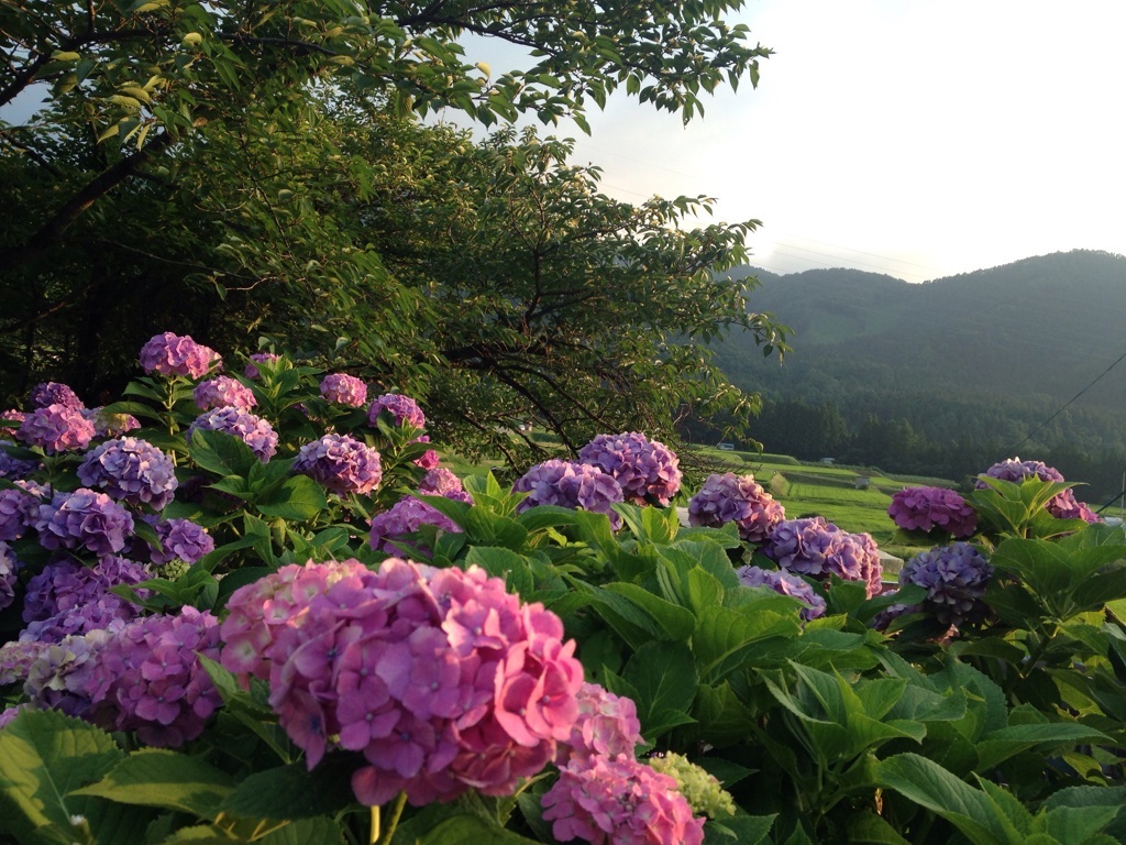 夕陽の紫陽花