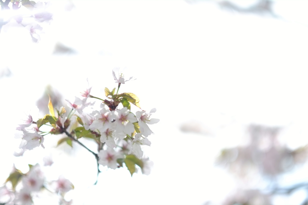 桜