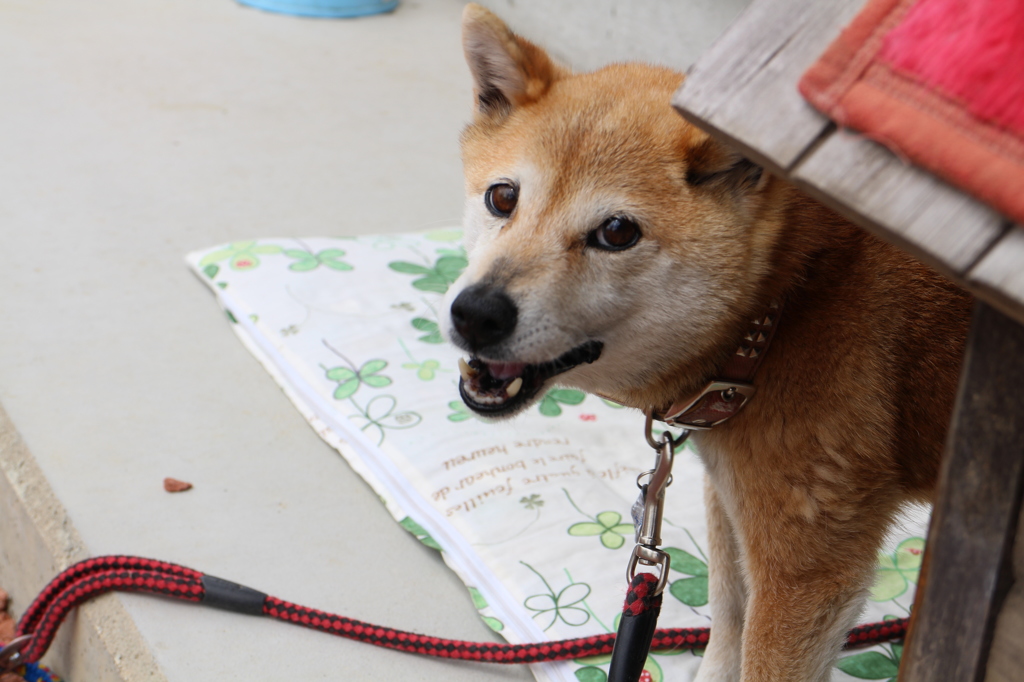威嚇する愛犬「はな」