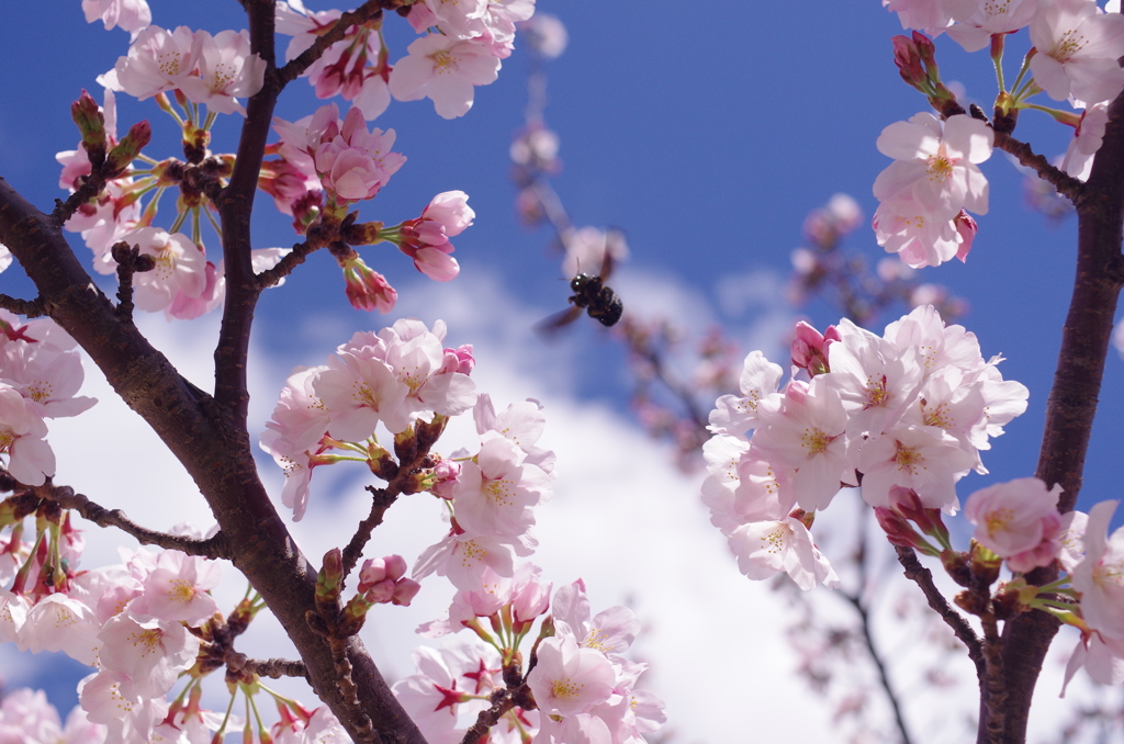 桜日和