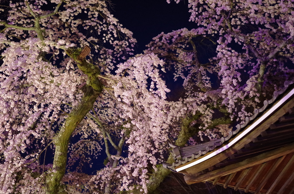 夜桜