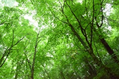 雨あがり