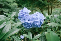 紫陽花