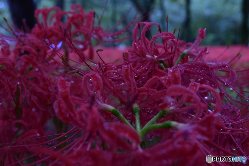曼珠沙華
