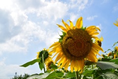 夏の花