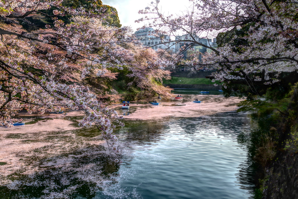 桜の川