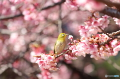 満開の河津桜のなかに