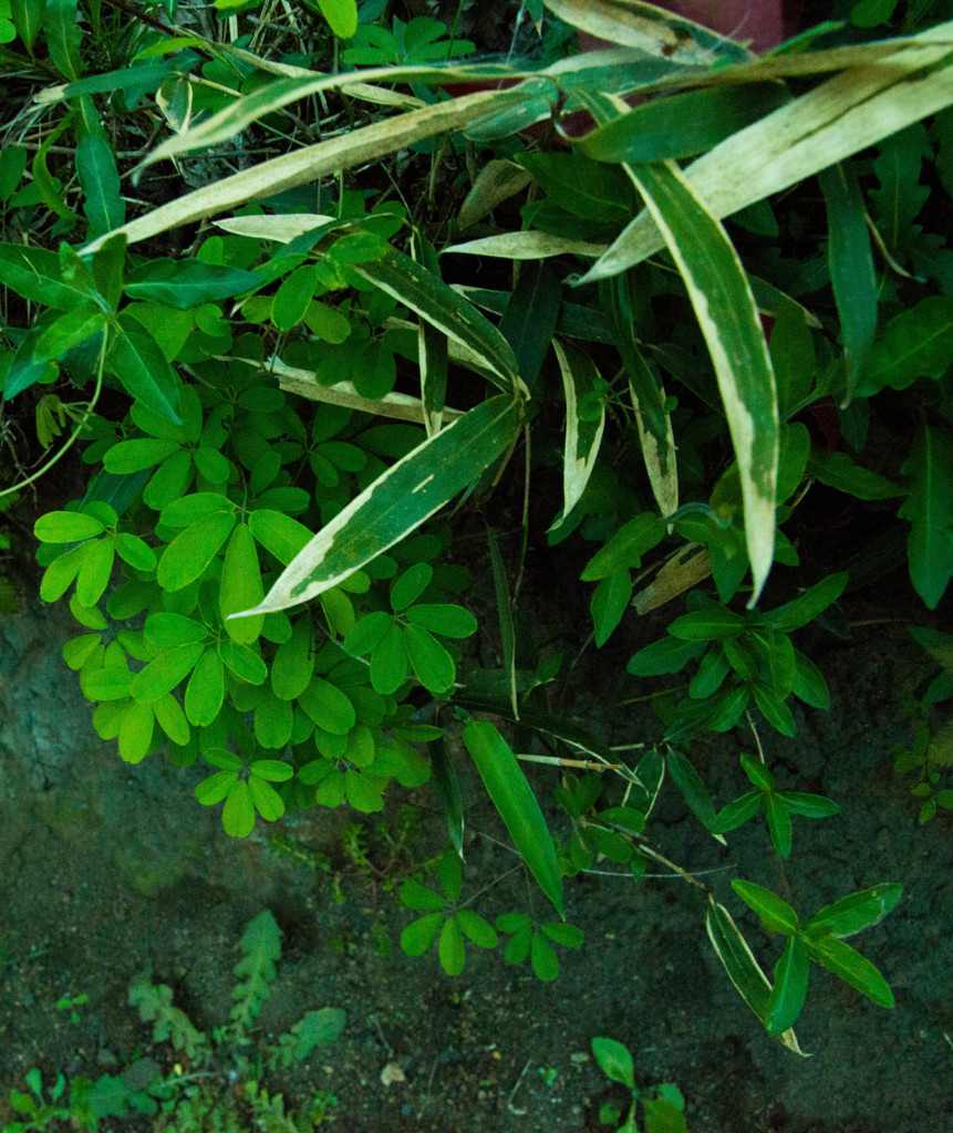 Leaf