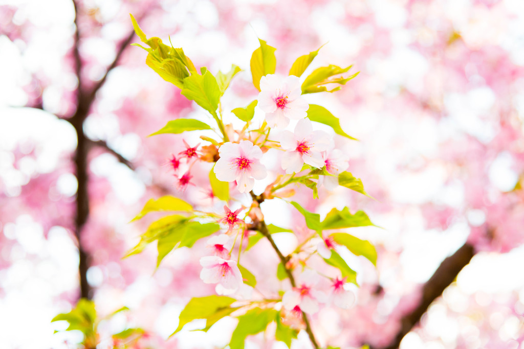 Cherry Blossom