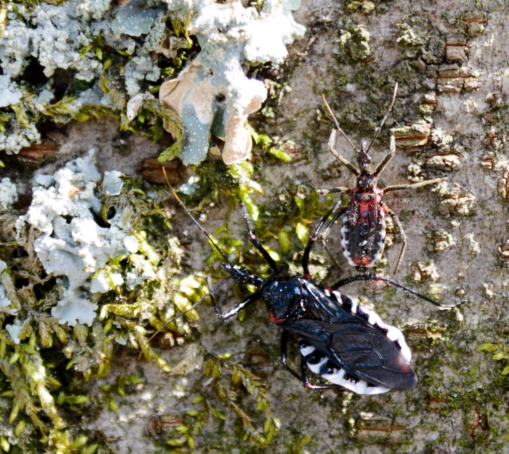 Insect Couple