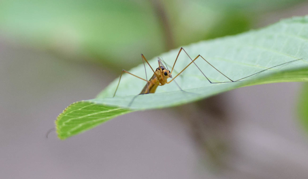 Insect