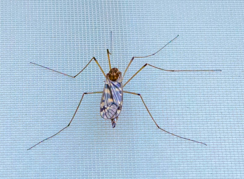Huge Mosquito