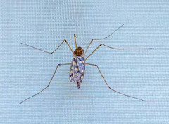 Huge Mosquito