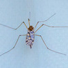 Huge Mosquito