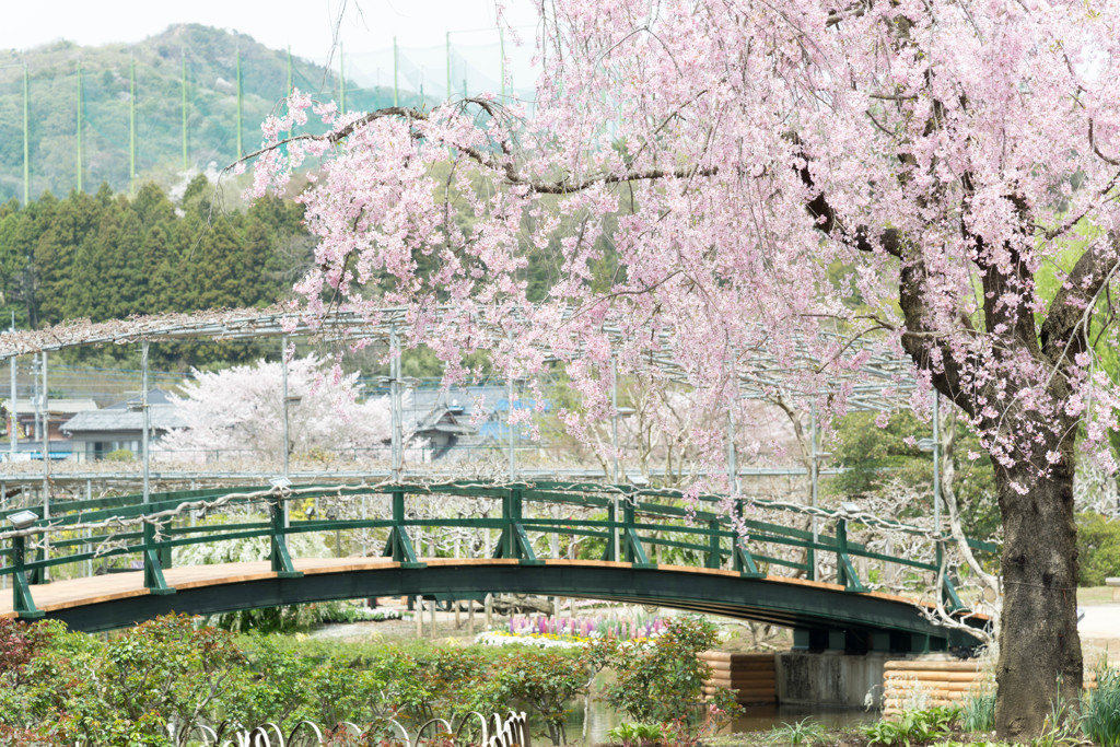 Cherry Blosssom