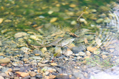 Water Strider