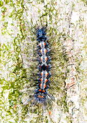 Caterpillar