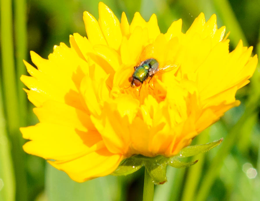 Sleeping Fly on Flowerbed
