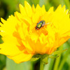 Sleeping Fly on Flowerbed