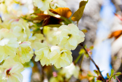 ウコンという名の桜