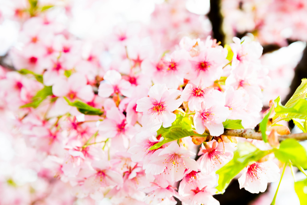 Cherry Blossom