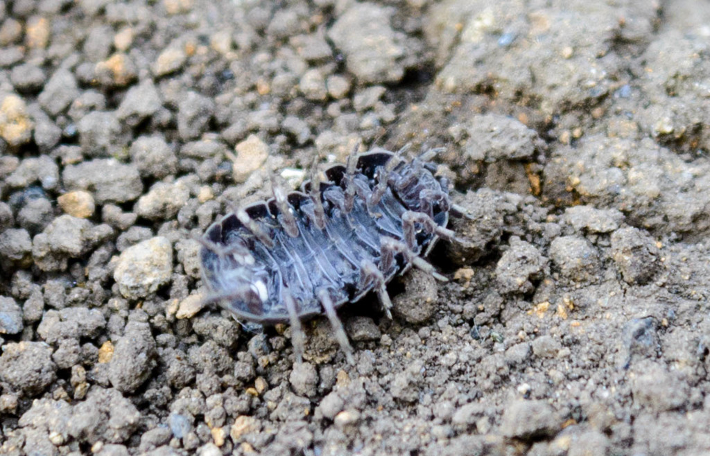 Pillbug