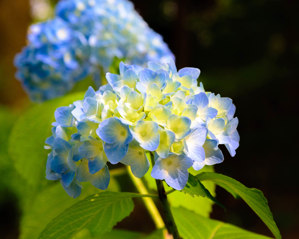 紫陽花