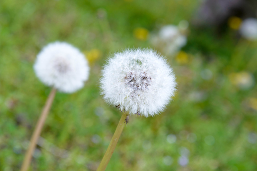 Dandelion