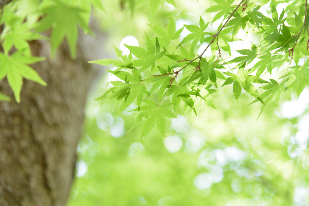 Spring Leafs