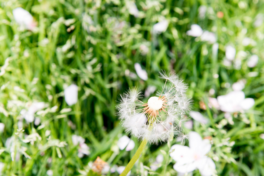 Dandelion Fluff